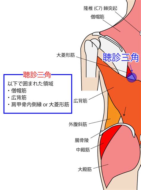 腰三角 構成|【解剖学】ゴロあわせで簡単に覚える「〇〇三角シリーズ まと。